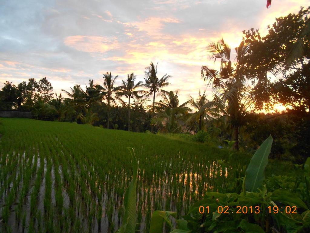 Villa Jasmine B&B Ubud Pokoj fotografie